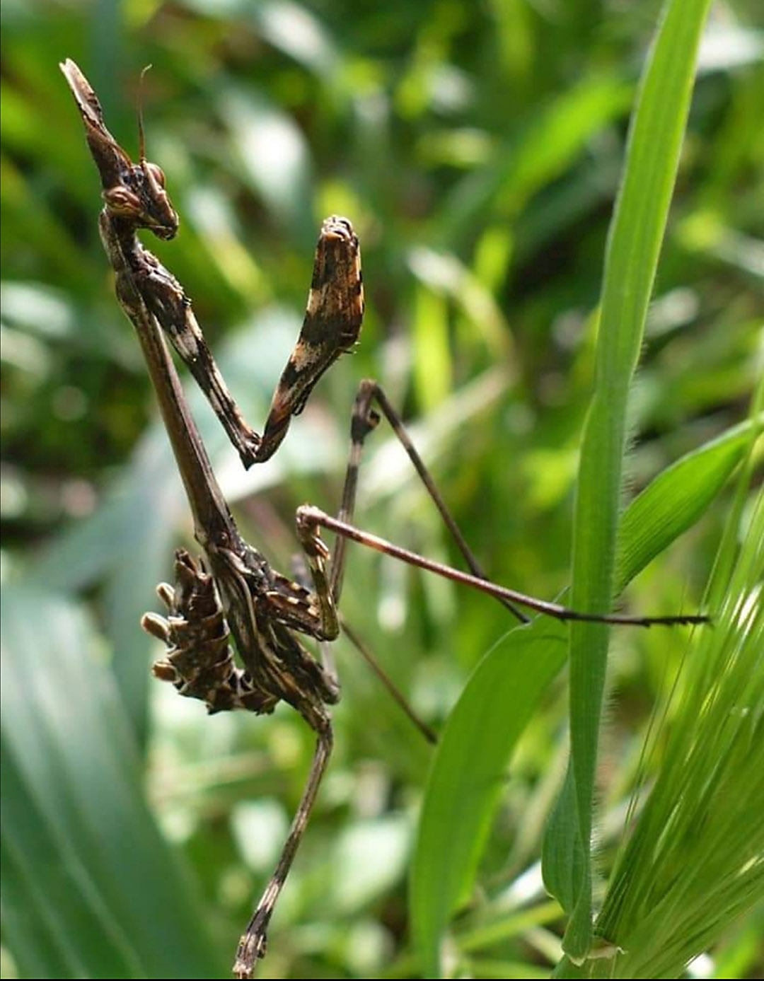 Empusa pennata? S !